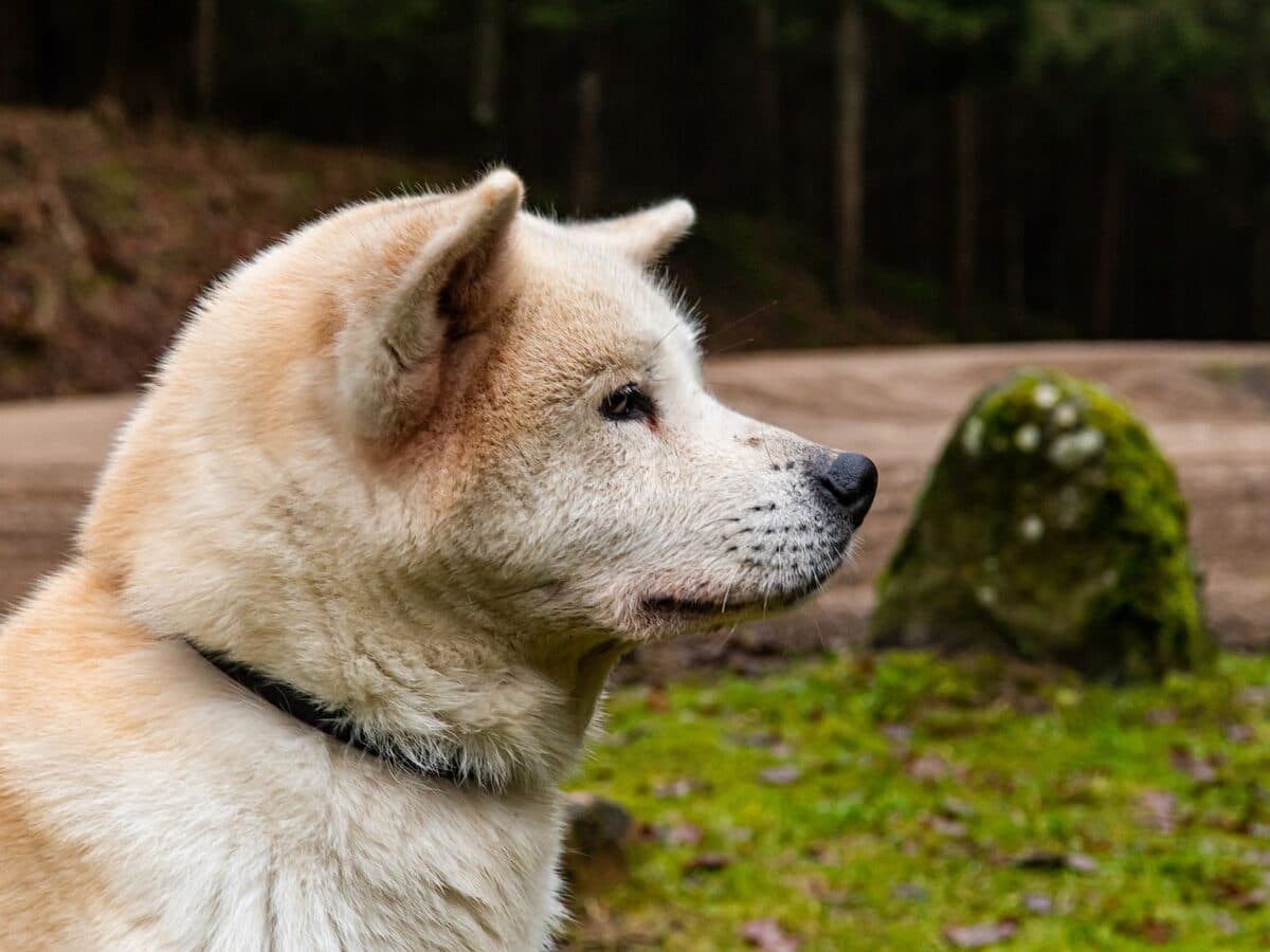 一隻秋田犬