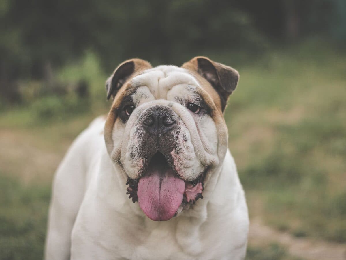 一隻英國鬥牛犬
