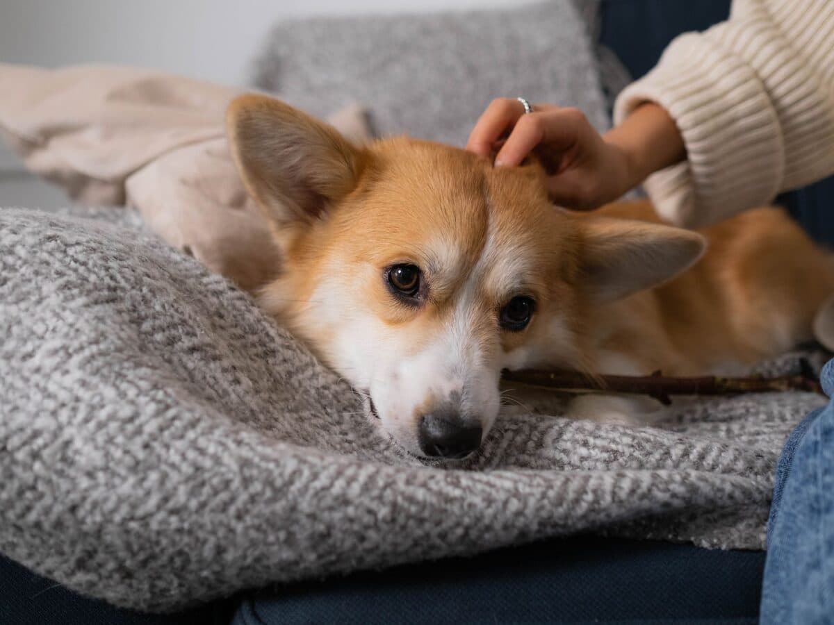 一隻柯基犬