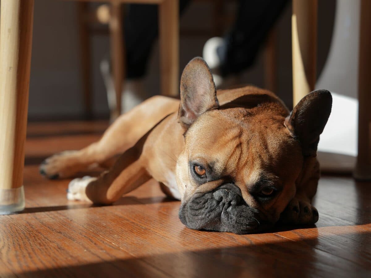 一隻法國鬥牛犬