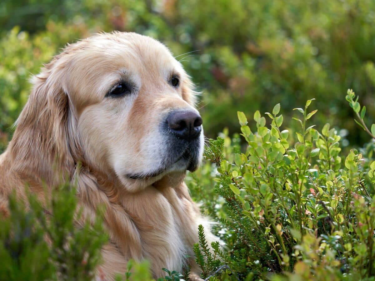 一隻黃金獵犬